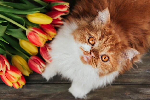 Fluffy ginger cat on a background of red and yellow tulips.