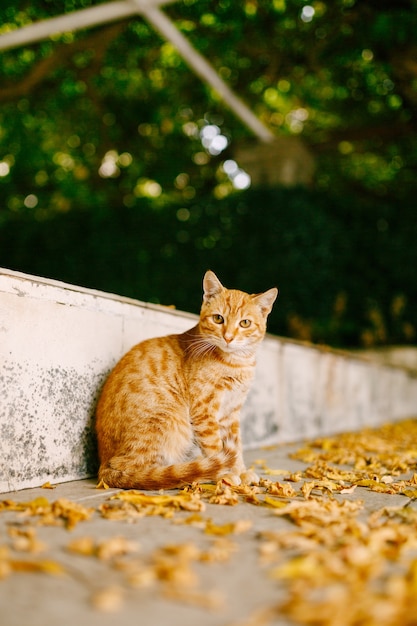 ふわふわの生姜猫が縁石に黄色の葉を持って道路に座っています