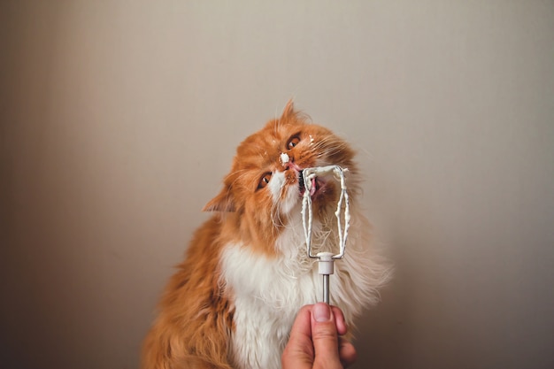 Fluffy ginger cat licking a whisk with cream