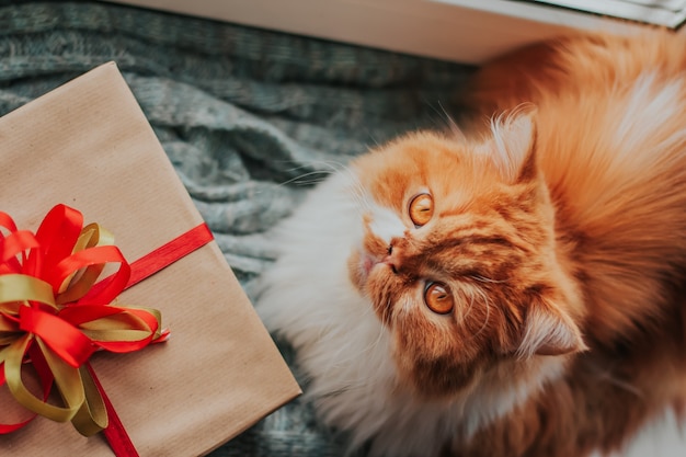 A fluffy ginger cat lies on a knitted mat next to a gift box with a red and green bow.