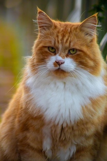 Fluffy ginger cat with a white breast