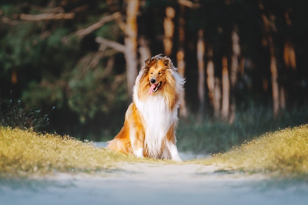 Fluffy ginger collie hond. Grote pup met lang haar