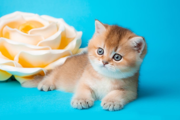 Fluffy golden chinchilla kitten with a flower on a blue background