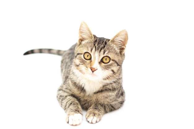 Fluffy gray beautiful kitten. isolated on white background