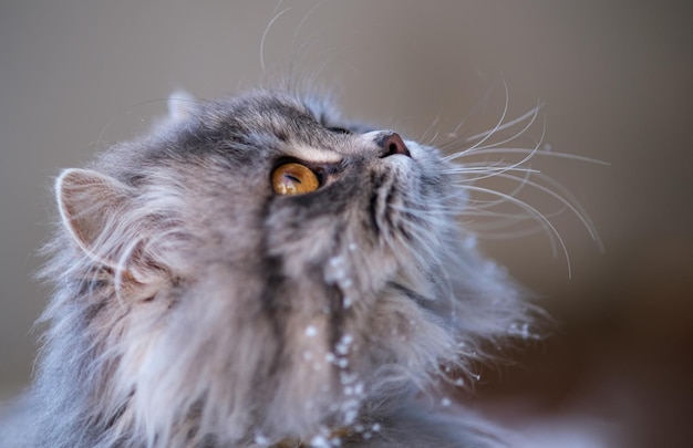 ふわふわの灰色の猫のクローズアップ大きな黄色い目を持つ灰色の猫猫の美しい肖像画