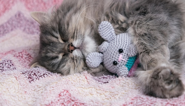 ふわふわの灰色の猫のクローズアップ大きな黄色い目を持つ灰色の猫猫は眠っていて、おもちゃのネズミを抱いています