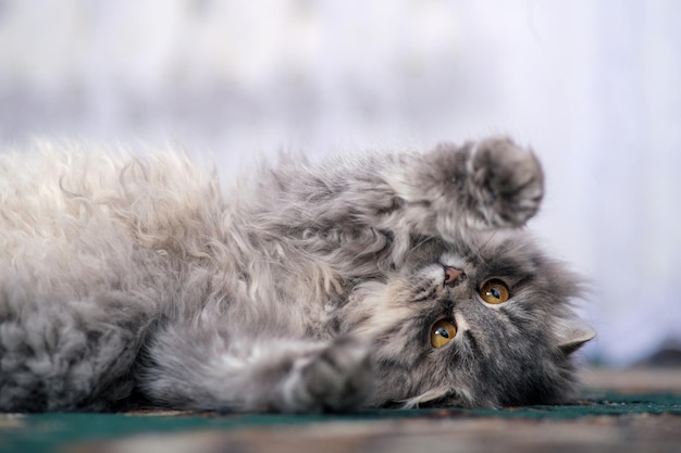 ふわふわの灰色の猫のクローズアップ大きな黄色い目を持つ灰色の猫猫は背中に横たわっています