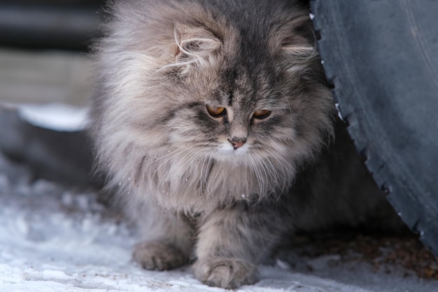 Fluffy gray cat closeup