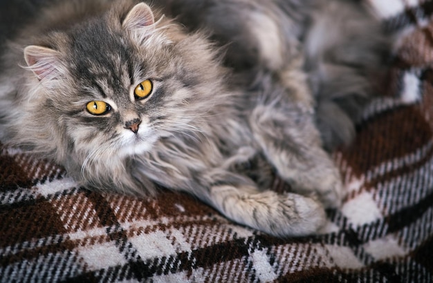 Fluffy gray cat closeup