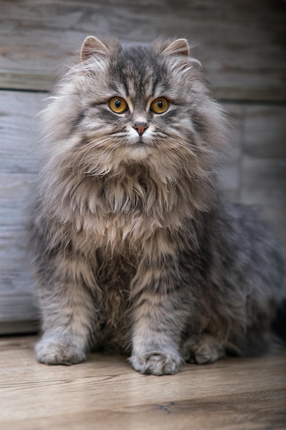 Foto primo piano lanuginoso del gatto grigio