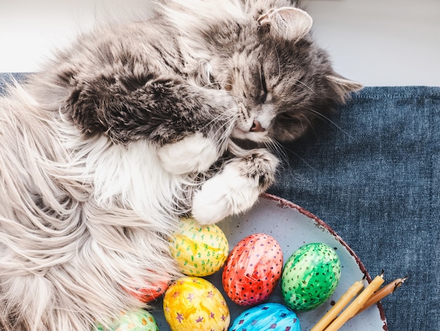 Fluffy, gray cat and Easter eggs