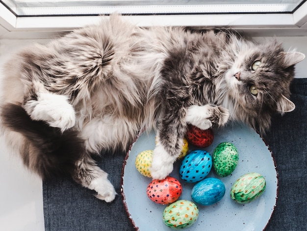 Gatto birichino, grigio e uova di pasqua