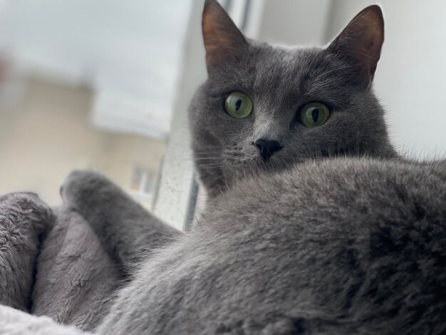 Fluffy gray cat lies on the windowsill and rests