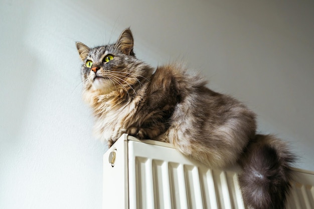 Fluffy gray cat on radiator battery