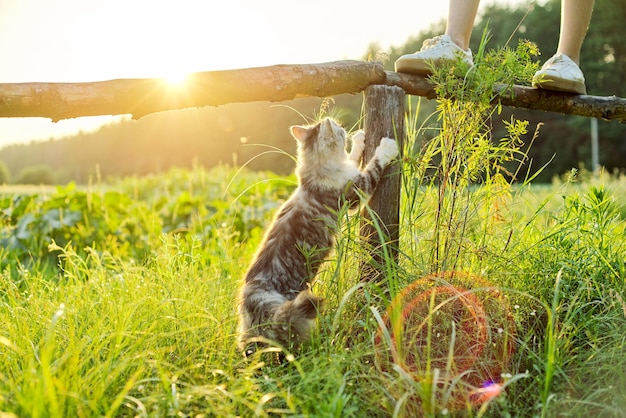 Fluffy gray cat scratches its claws on a wooden fence, sunset nature landscape background.