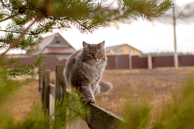 솜 털 회색 고양이 나무 울타리에 앉아