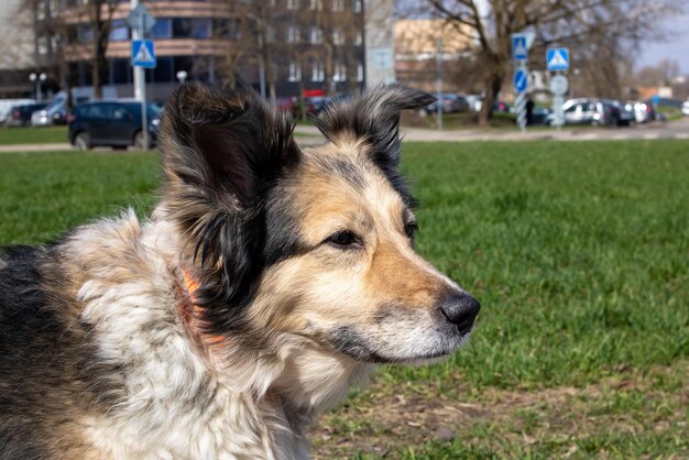 Fluffy gray dog standing on the sidewalk close up