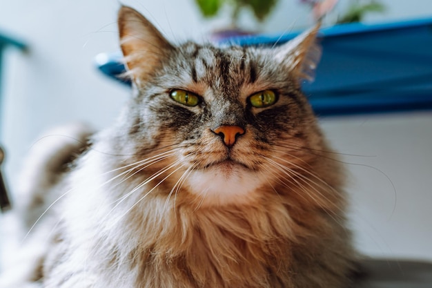 Fluffy gray Maine Coon cat with an impudent or important expression, looking at camera