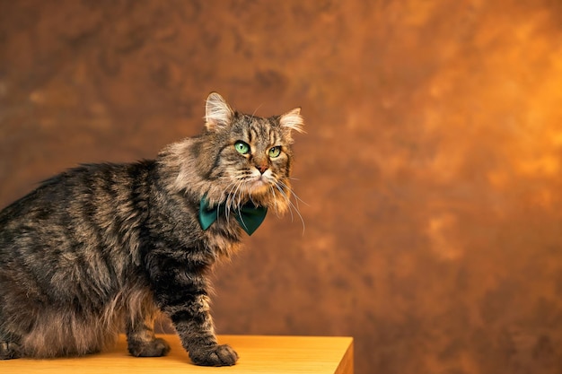 Fluffy gray striped Cat With green eyes in a green bow tie