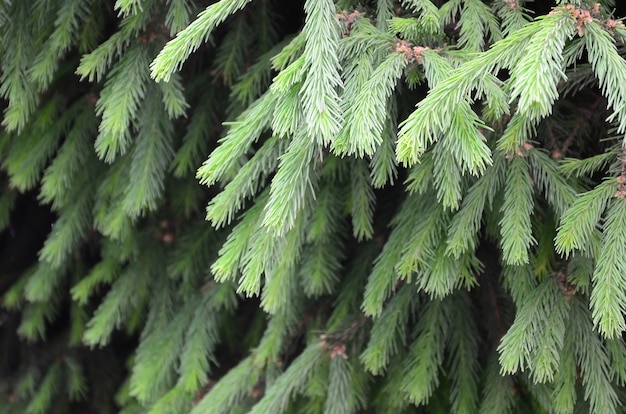 Fluffy green fir tree brunch close up. Christmas wallpaper  with copyspace