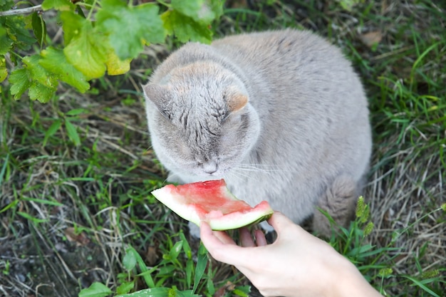 ふわふわの灰色の猫がスイカを食べます。屋外でかわいい家のペット。夏の雰囲気。