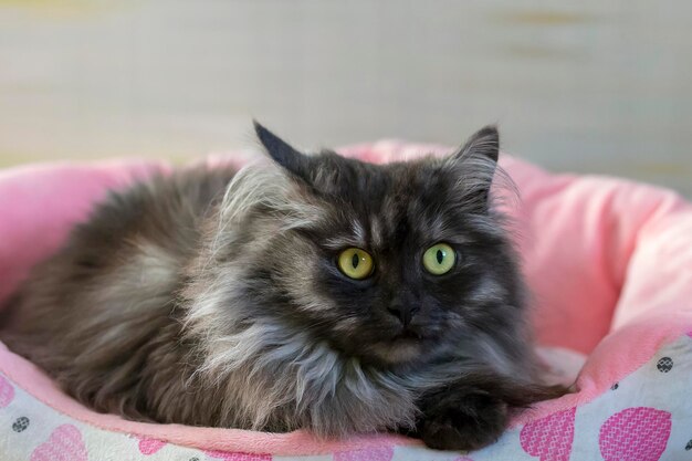 Fluffy and grey cat on the sunbed