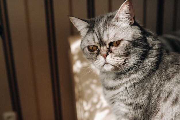 소파에 앉아 있는 푹신한 회색 집 고양이