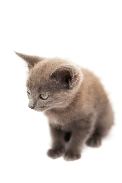 Fluffy grey kitten sitting