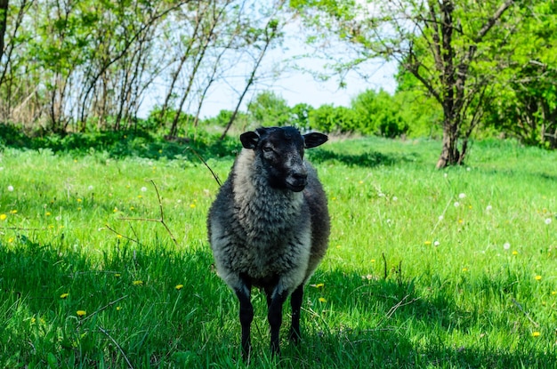 Fluffy grey sheep on a green meadow