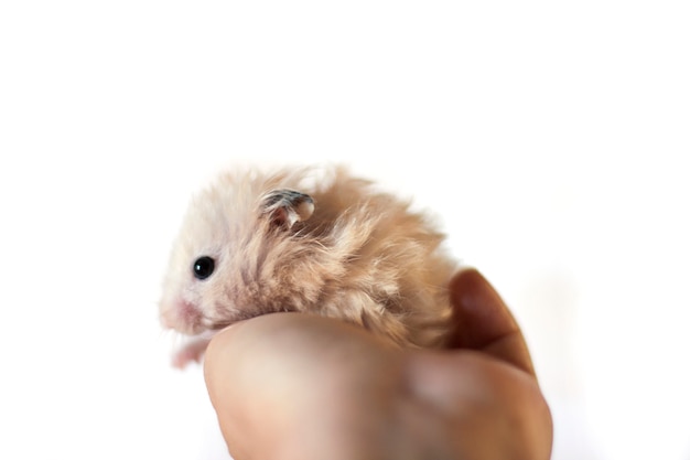 Fluffy hamster is held in the palms