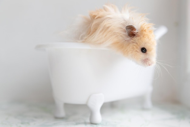 Fluffy hamster sits in a white bath