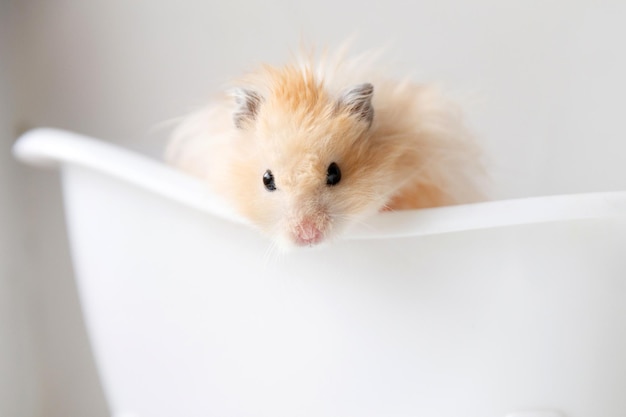 Fluffy hamster sits in a white bath