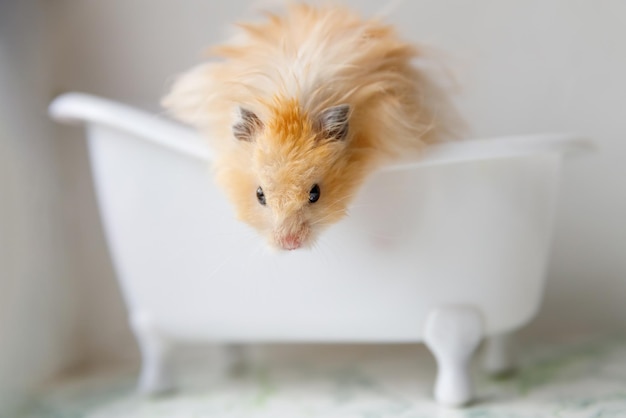 Fluffy hamster sits in a white bath