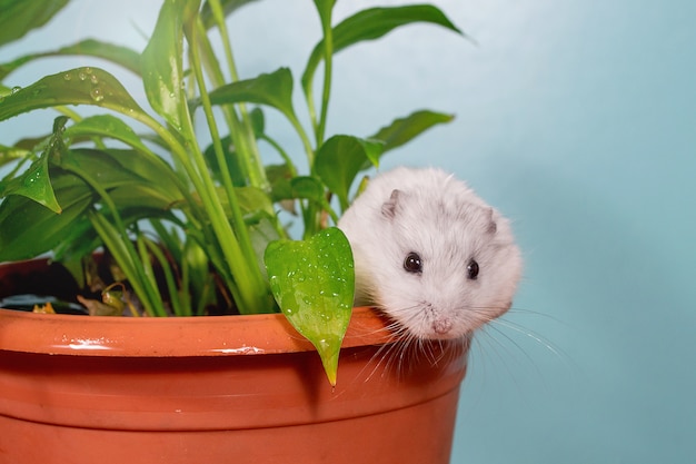 fluffy hamster on a table with a green flower