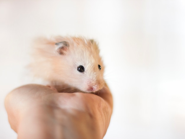 Fluffy hamster wordt gehouden in de handpalmen