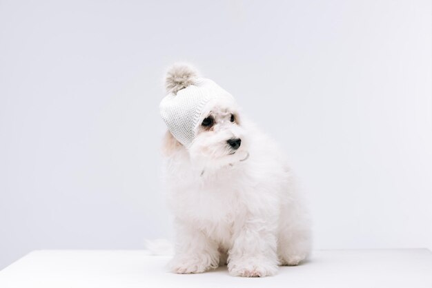 fluffy havanese dog knitted hat