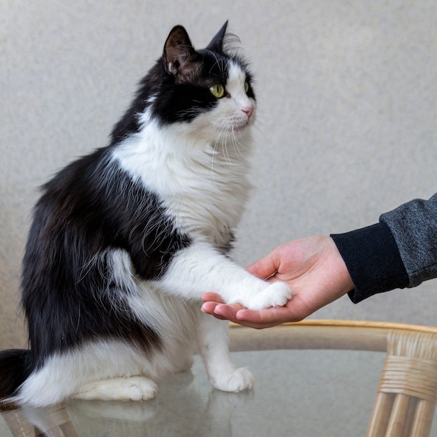 ふわふわの飼い猫が飼い主に足をあげるペットが動物の世話をする