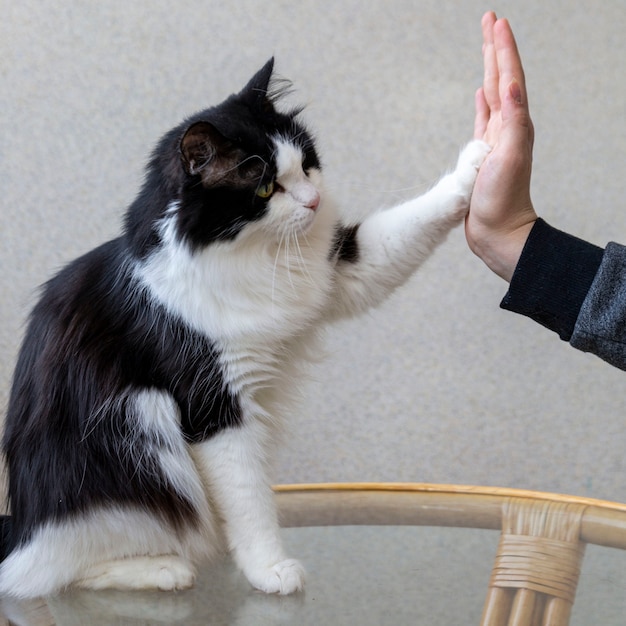 Un soffice gatto domestico dà una zampa al suo proprietario animale domestico che si prende cura degli animali