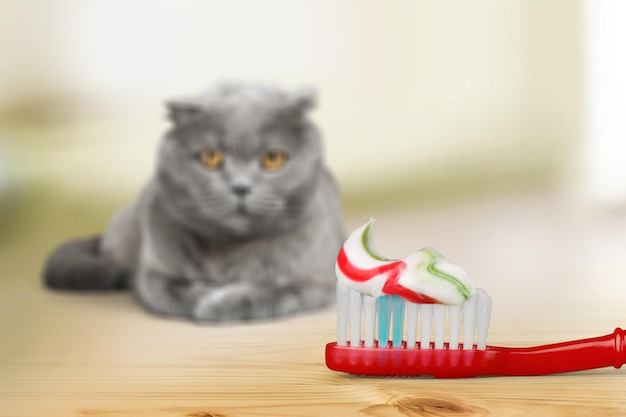 Foto fluffy huiselijke kat snuiven op tandpasta op de tandenborstel inleiding tot het poetsen van katten tanden