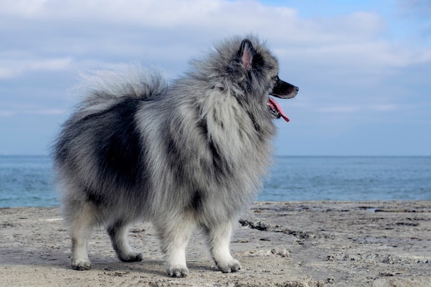 A fluffy keeshond dog stands on a sea pier.