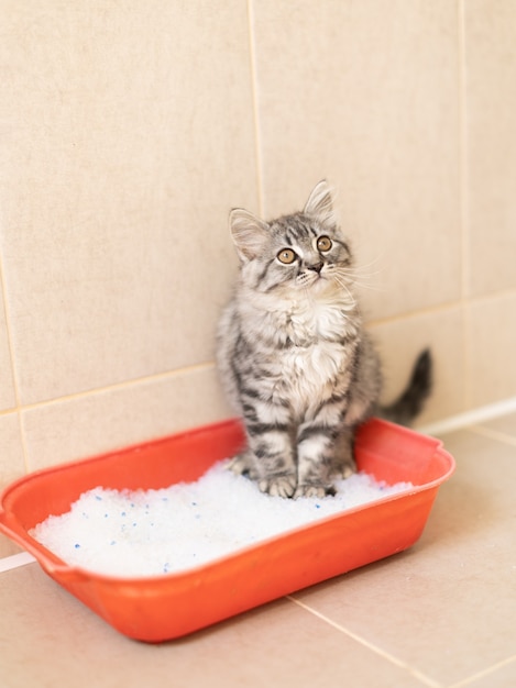 Fluffy kitten sits in the toilet in the tray