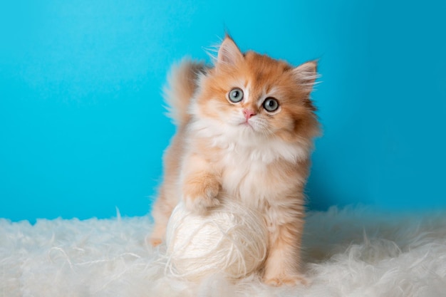 Fluffy kitten with a ball of thread on a blue background