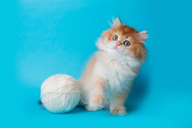 Fluffy kitten with a ball of thread on a blue background