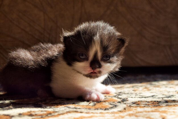 Fluffy kitten with a black nose cute