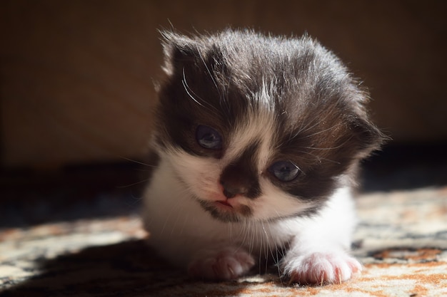 Fluffy kitten with a black nose cute