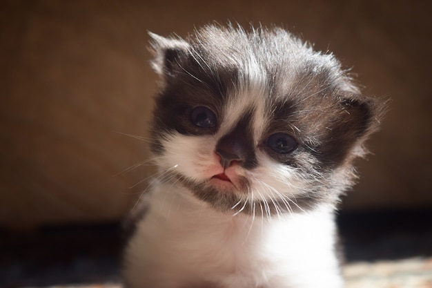 黒い鼻が可愛いふわふわ子猫