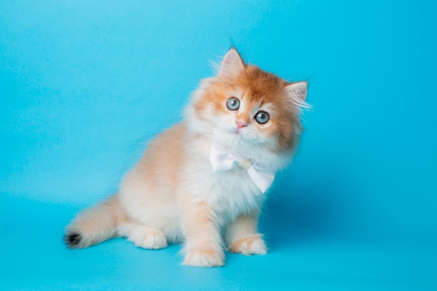 Fluffy kitten with a bow tie on a blue background