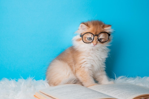 Gattino lanuginoso con gli occhiali e un libro su un concetto della scuola dello scienziato del gatto del fondo blu