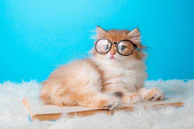 Gattino lanuginoso con gli occhiali e un libro su un concetto della scuola dello scienziato del gatto del fondo blu