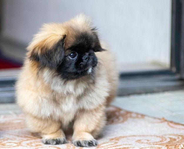 ふわふわの小さなペキニーズが屋外でポーズをとる子犬ふわふわ